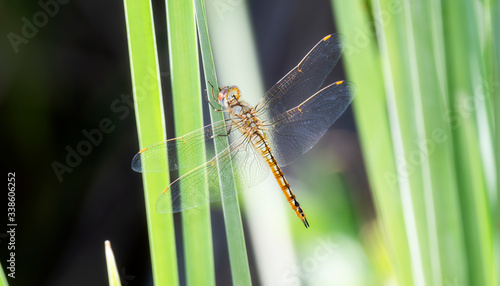 Wandering Glider Dragonfly (Pantala flavescens) Perched on Green Vegetation Stalks in Eastern Colorado photo