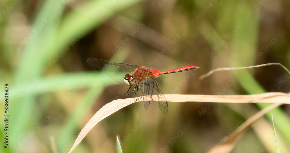 Bright Red White-faced Meadowhawk Dragonfly (Sympetrum obtrusum) Perched on Vegetation in Northern Colorado Bright Red White-faced Meadowhawk Dragonfly (Sympetrum obtrusum) Perched on Vegetation in Northern Colorado