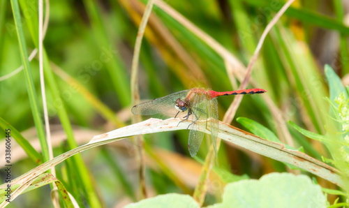 Bright Red White-faced Meadowhawk Dragonfly (Sympetrum obtrusum) Perched on Vegetation in Northern Colorado