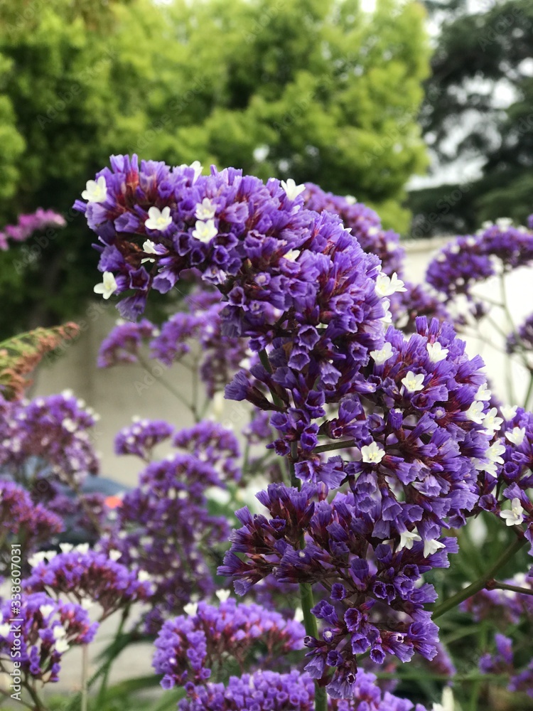 Obraz premium Purple Bloom