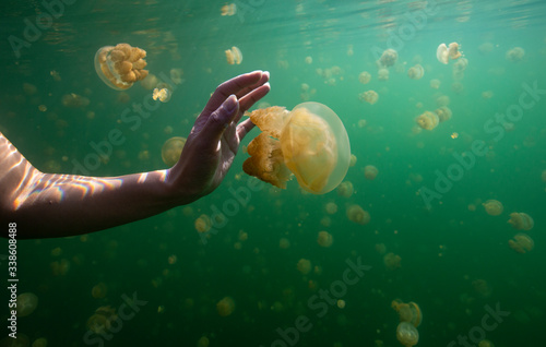 фотографія jellyfish lake in palau island