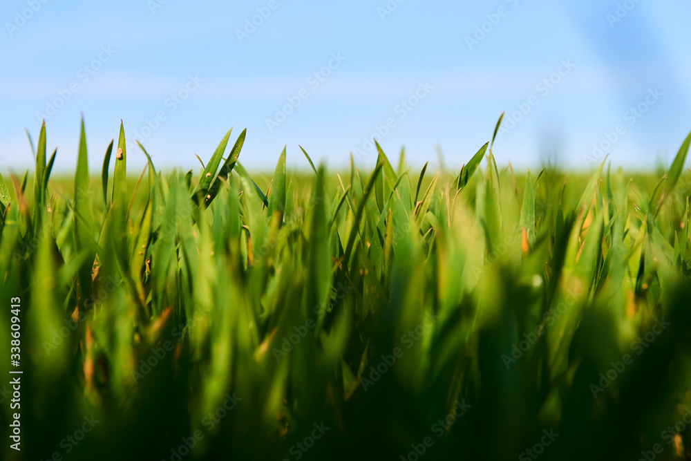 Obraz premium Close-up of young wheat plants on a field with shallow depth of field and selective focus 