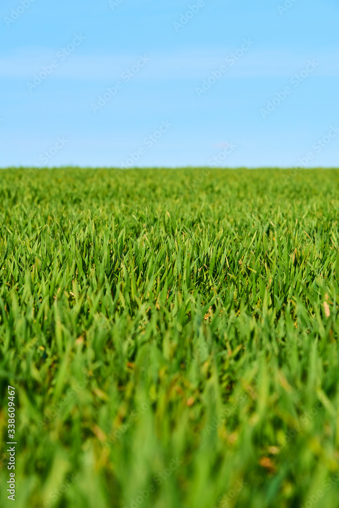 Obraz premium Close-up of young wheat plants on a field with shallow depth of field and selective focus 