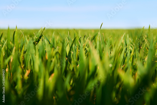 Close-up of young wheat plants on a field with shallow depth of field and selective focus 