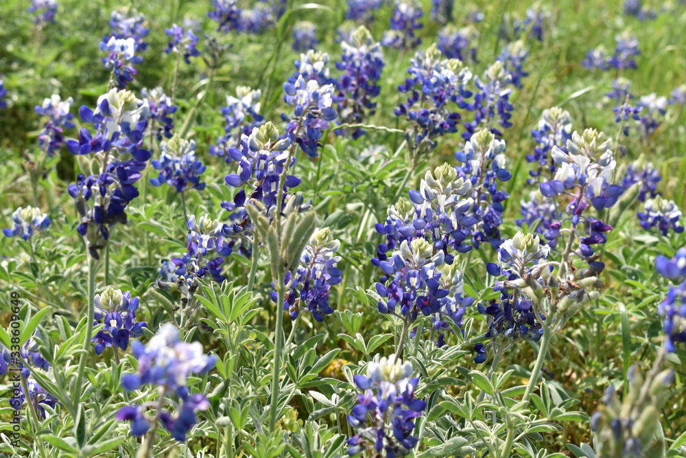 Fototapeta premium blue flowers in the field