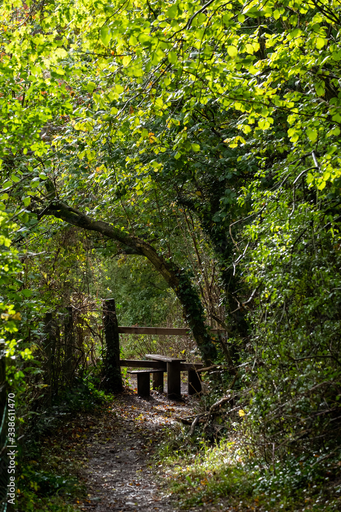 Light at the end of the tunnel. Halnaker tree tunnel in West Sussex UK with sunlight shining in through the branches. Symbolises hope during the Coronavirus Covid-19 pandemic crisis.