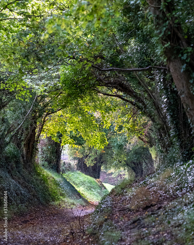 Light at the end of the tunnel. Halnaker tree tunnel in West Sussex UK with sunlight shining in through the branches. Symbolises hope during the Coronavirus Covid-19 pandemic crisis.