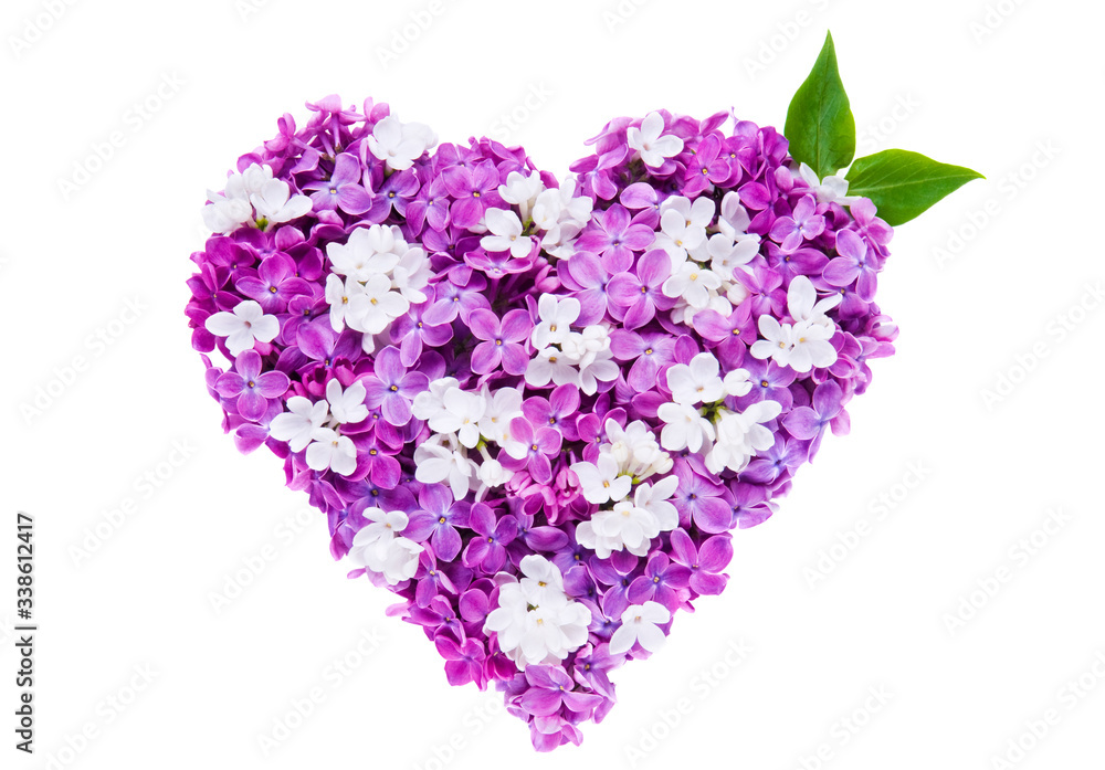 Heart symbol made of fresh violet Lilac flowers isolated on white background. Love concept for Valentine's and Mother's Day