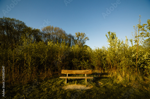 bench in woodland nature