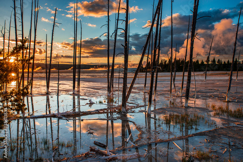 Fototapeta Naklejka Na Ścianę i Meble -  A colorful Yellowstone sunset over hot springs and reflections of dead trees in water body, cotton candy clouds in blue sky