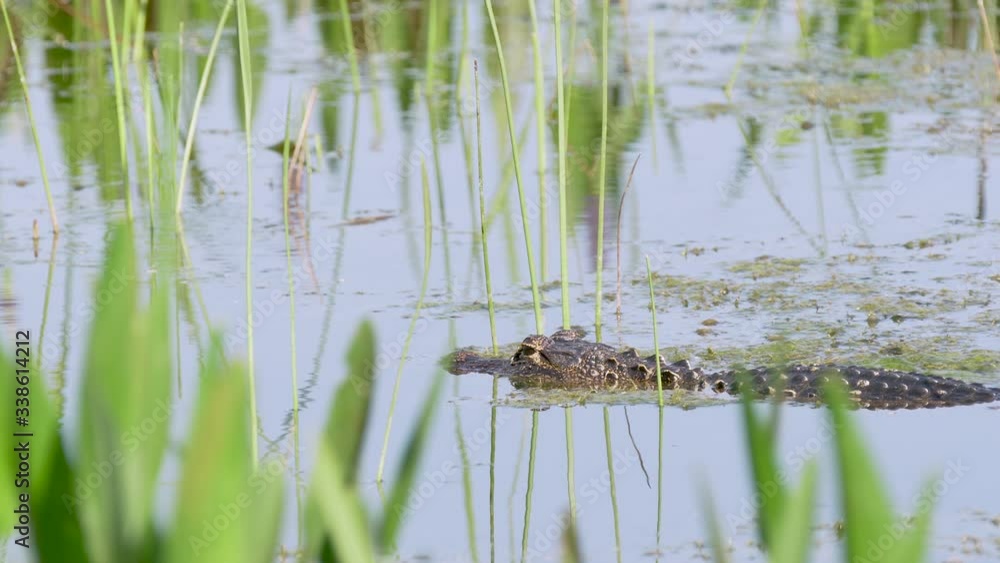 Florida alligator in the fresh swamp water of the Orlando wetlands Florida alligator in the fresh swamp water of the Orlando wetlands
