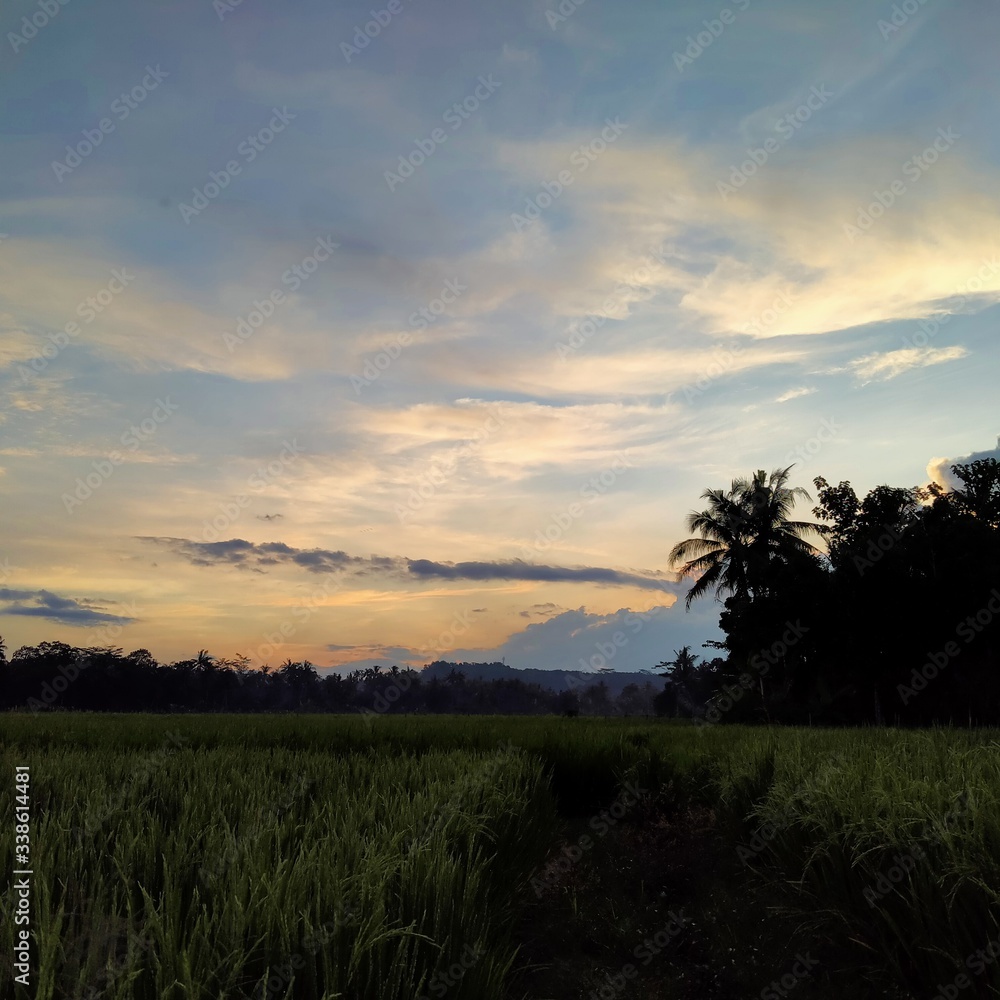 Fototapeta premium sunset over the field