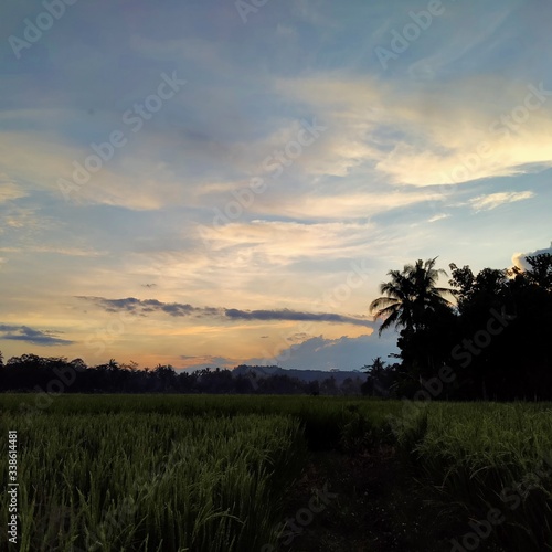 sunset over the field