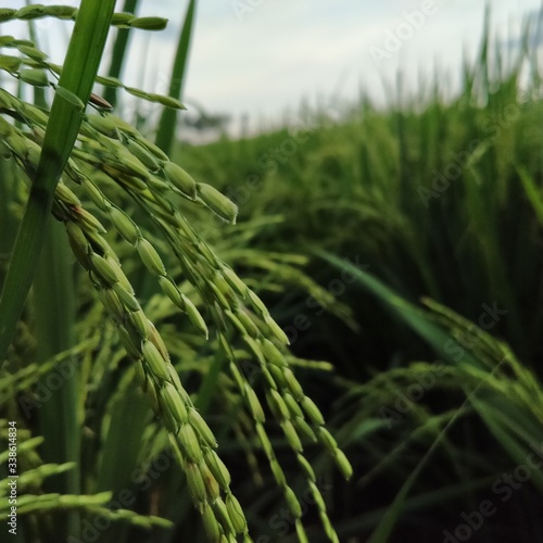 green wheat field