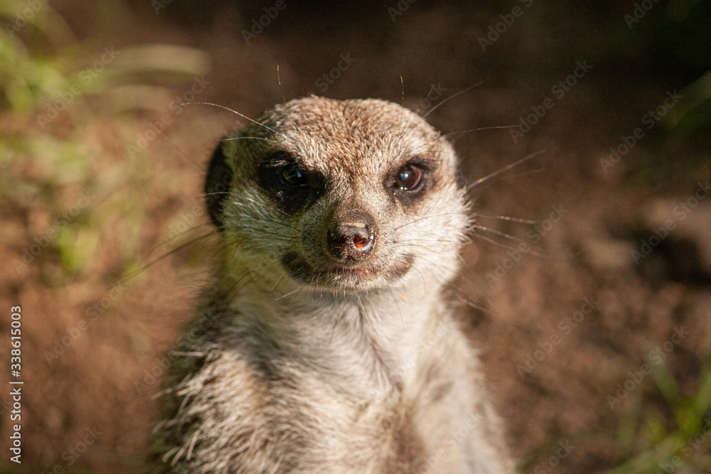 Fototapeta premium Erdmännchen