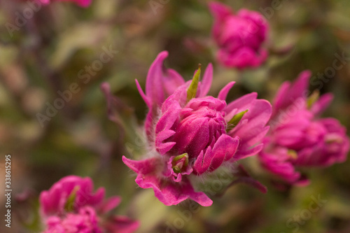 Rose Paintbrush