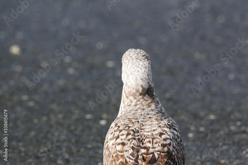 seagull on cement wall with moss photo