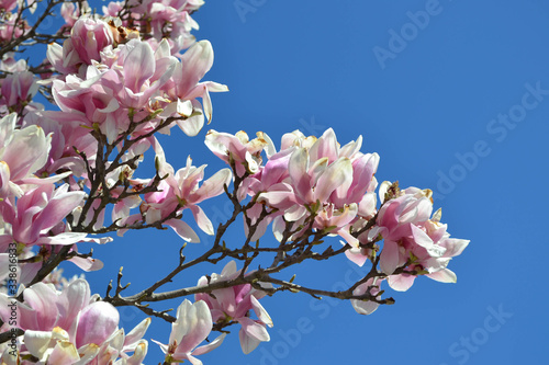 Close up of magnolia tree branches blooming pink and white blossoms against deep blue sky in the spring. Copy space.