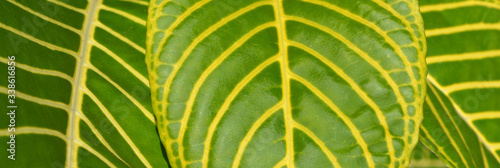 Close up of green leaves with yellow veins of zebra plant. Abstract, wallpaper background.