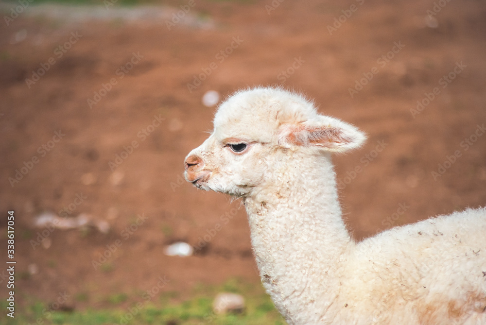 Fototapeta premium Naturaleza 