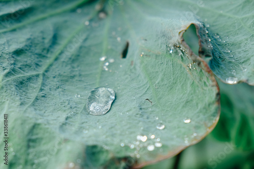 water lily with rain drops in the pond