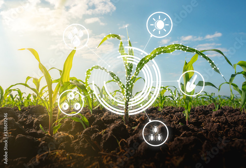 Maize seedling in the cultivated agricultural field with low poly graphic style, Modern technology concepts photo