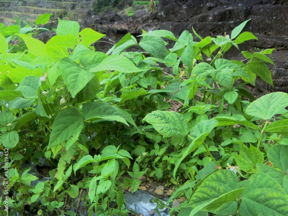 red bean plants that thrive in an agricultural field during the day. red bean plants that thrive in an agricultural field during the day.
