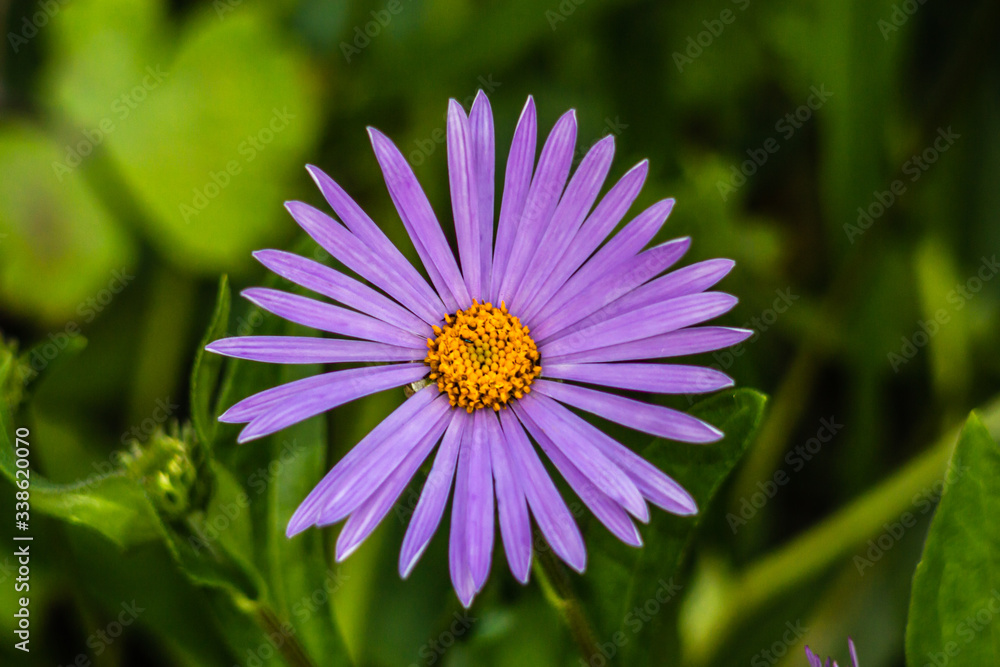 Fototapeta premium Purple flowers of autumn perennial aster