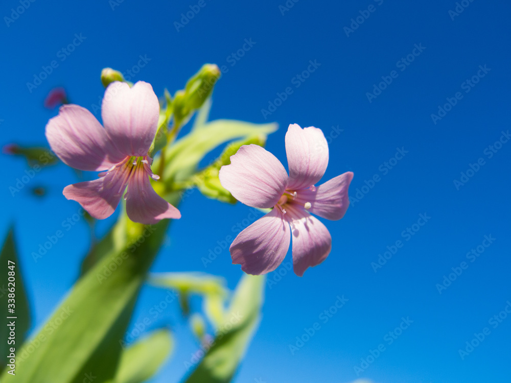 pink flower in the blue sky