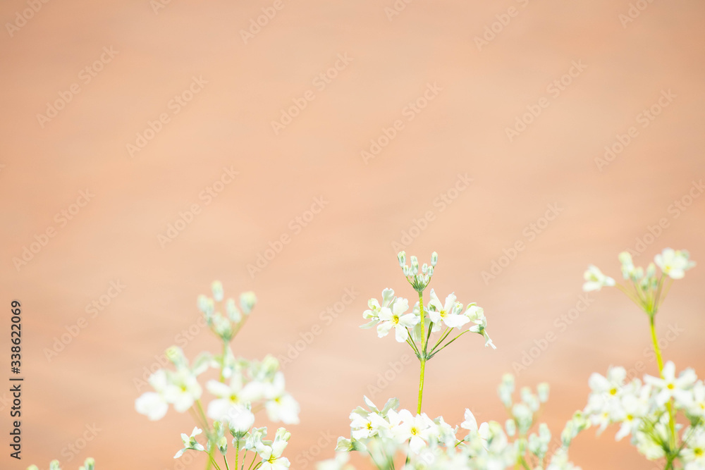 優しいテラコッタカラーを背景にした白い小花