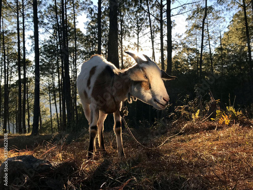 Cabra en la montaña