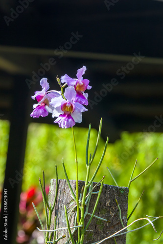 Papilionanthe Miss Joaquim is a hybrid orchid cultivar that is Singapore's national flower. Hybrid parentage: Papilionanthe teres (Vanda teres) and Papilionanthe hookeriana (Vanda hookeriana). photo