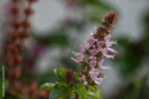 bee on flower