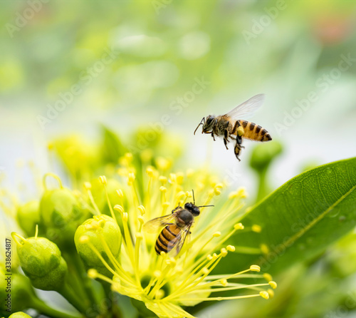 Fotografia Flying honey bee collecting pollen at yellow flower