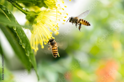 Billede på lærred Flying honey bee collecting pollen at yellow flower