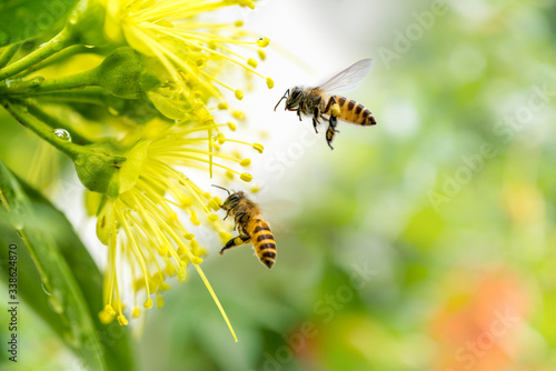 Photography Flying honey bee collecting pollen at yellow flower