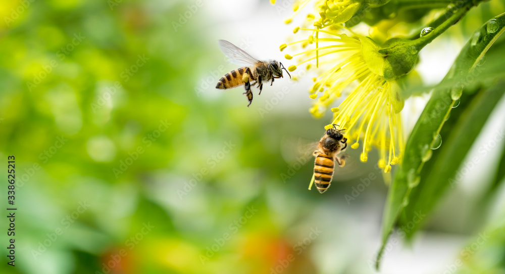 Obraz na płótnie Flying honey bee collecting pollen at yellow flower