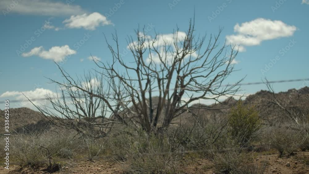 Joshua Trees Cloudy Mountain Snow Pioneer Town Joshua Trees Cloudy Mountain Snow Pioneer Town