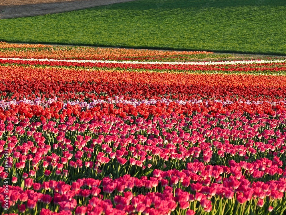 Agriculture - Colorful blooming tulip field Agriculture - Colorful blooming tulip field