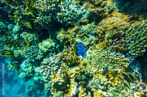 Colorful barrier reef in Sharm El Sheikh (Egypt).