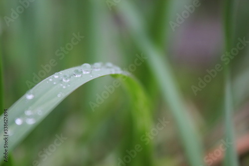 macro photo of dew on the grass in the middle of the park with a blurred background