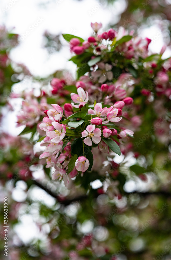 Small pink flower image. Pink sakura blossom in New York city. Marco photo cherry blossom flowers. Small pink flower image. Pink sakura blossom in New York city. Marco photo cherry blossom flowers.