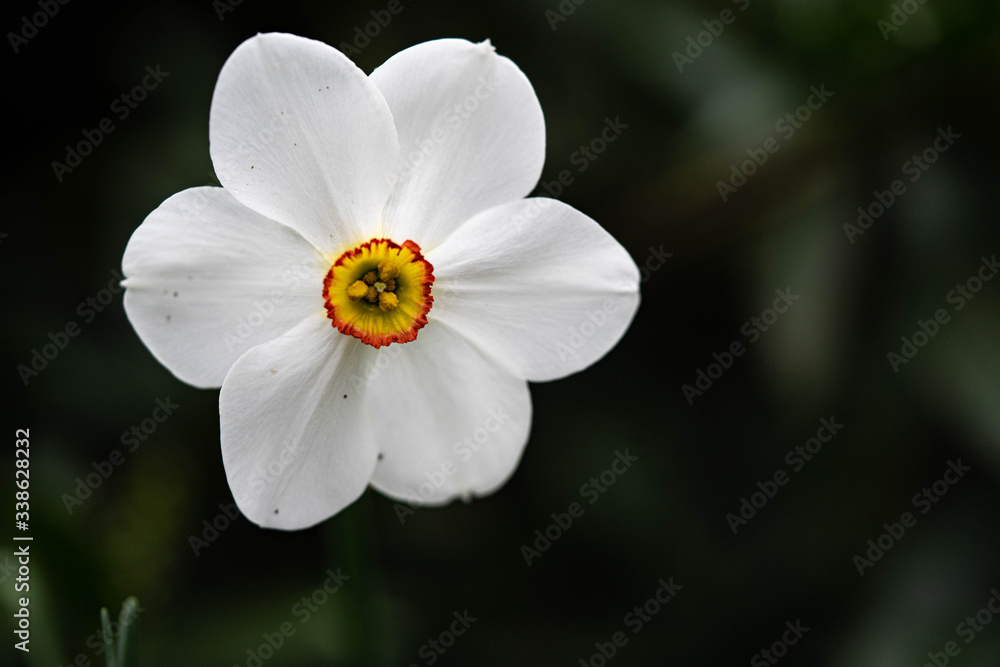 White daffils flower. Close up look. Macro photography. 
