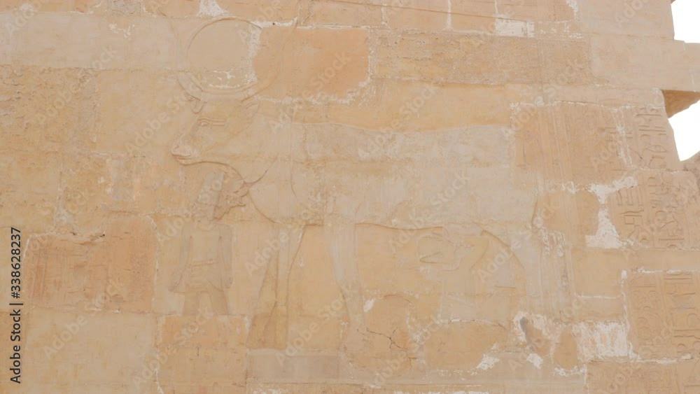 A Cow is Depicted on the Wall of the Temple. There Are Many Images and Sculptures Dedicated to the Queen Hatshepsut in the Temple. A Cow is Depicted on the Wall of the Temple. There Are Many Images and Sculptures Dedicated to the Queen Hatshepsut in the Temple.