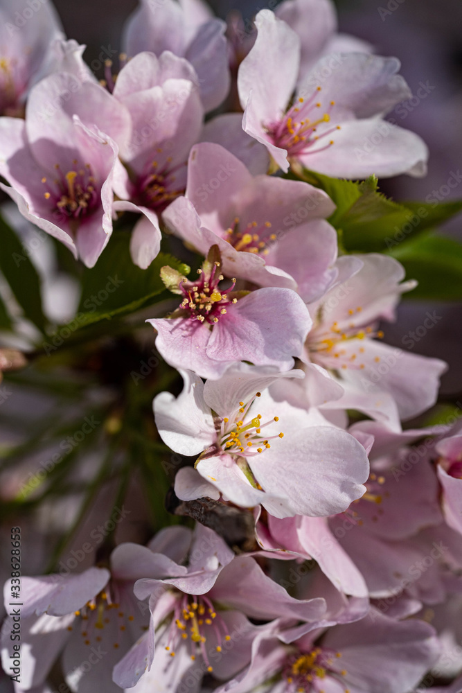 Small pink flower image. Pink sakura blossom in New York city. Marco photo cherry blossom flowers. Small pink flower image. Pink sakura blossom in New York city. Marco photo cherry blossom flowers.