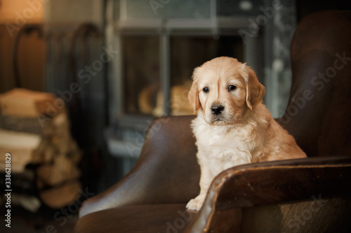 Golden retriever puppy at home. Dog on the background of the fireplace.