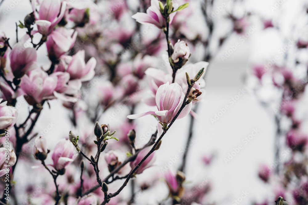 Beautiful pink magnolia flowers. Magnolia blossom. New York City magnolia blossom. Manhattan magnolia blossom in Central Park. Beautiful pink magnolia flowers. Magnolia blossom. New York City magnolia blossom. Manhattan magnolia blossom in Central Park.