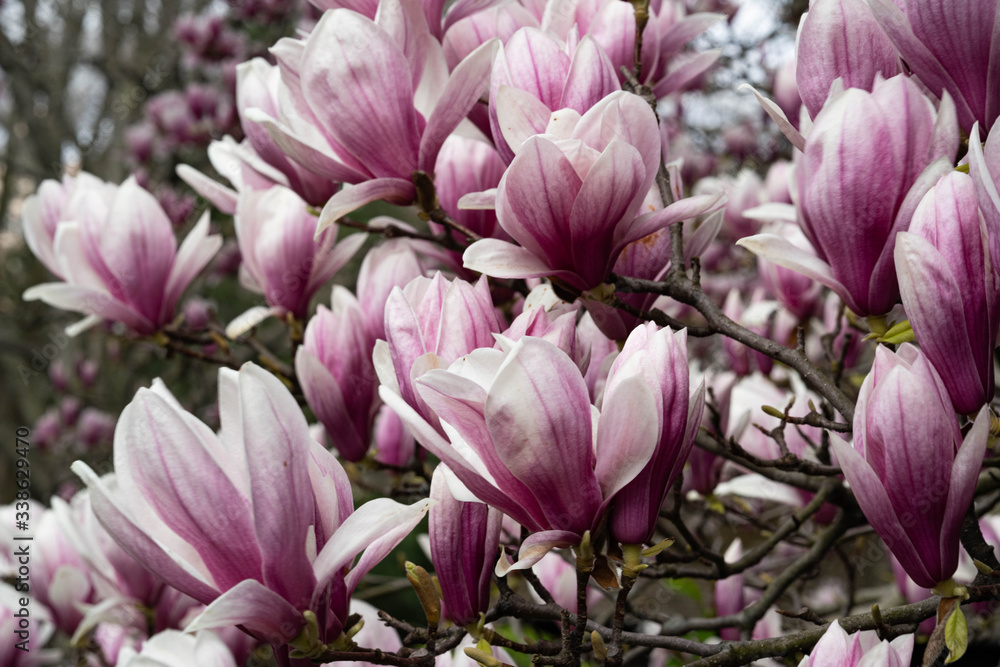 Beautiful pink magnolia flowers. Magnolia blossom. New York City magnolia blossom. Manhattan magnolia blossom in Central Park. 