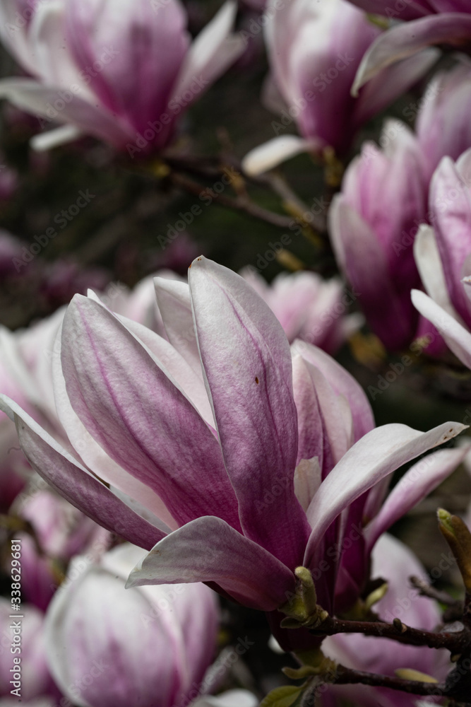 Obraz premium Beautiful pink magnolia flowers. Magnolia blossom. New York City magnolia blossom. Manhattan magnolia blossom in Central Park. 
