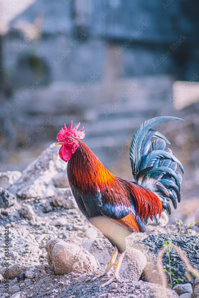 Fototapeta premium rooster in the farm